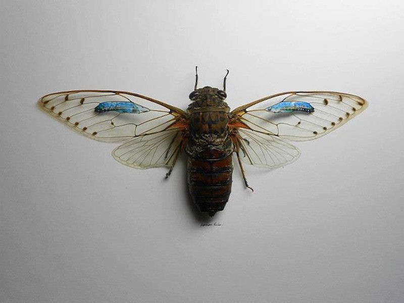 Talentoso artista pinta nas asas da borboleta 11