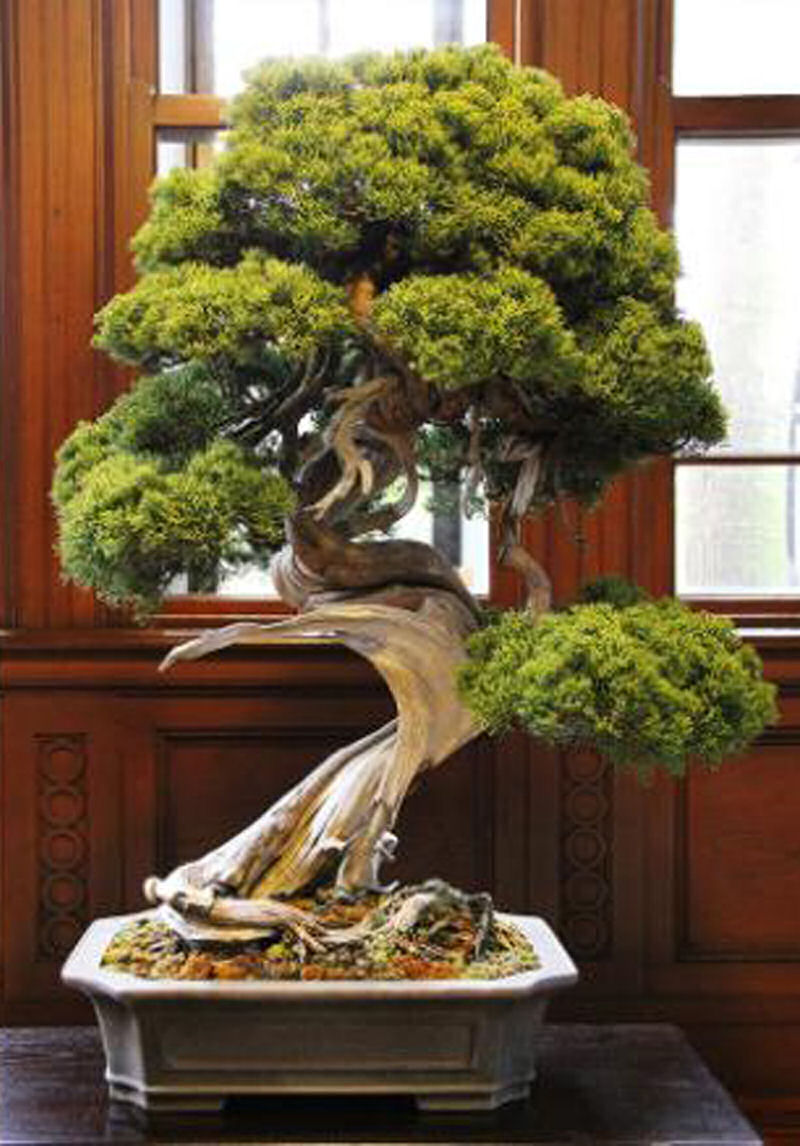Casal japons publica instrues para ladres que roubaram seus bonsais de 400 anos