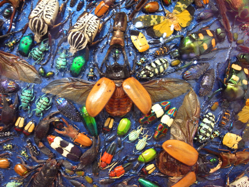 Artista polêmico cria mandala com centenas de insetos mortos 04