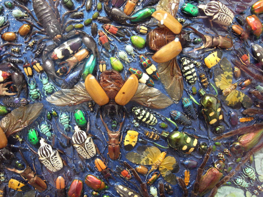 Artista polêmico cria mandala com centenas de insetos mortos 06