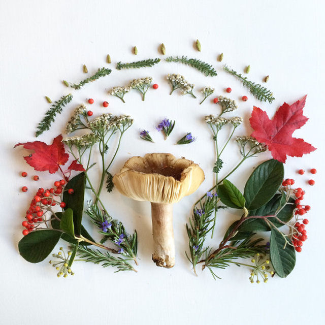 Artista cria belas colagens com flores e plantas 15