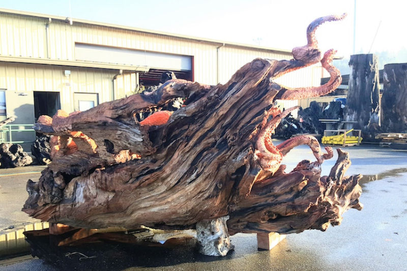 Artista usa sequoia vermelha cada para esculpir um polvo gigante com motosserra  03
