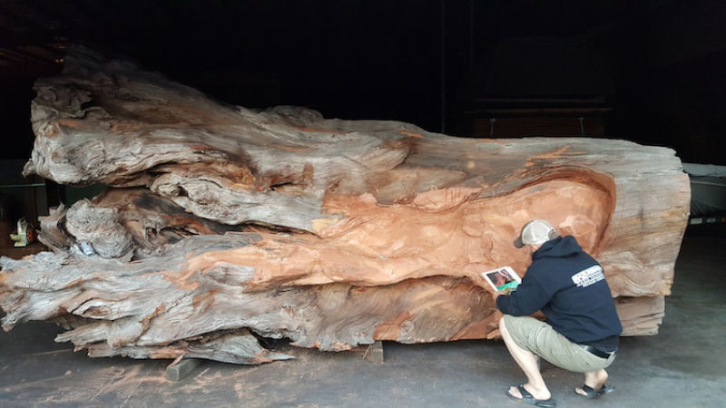 Artista usa sequoia vermelha cada para esculpir um polvo gigante com motosserra  04