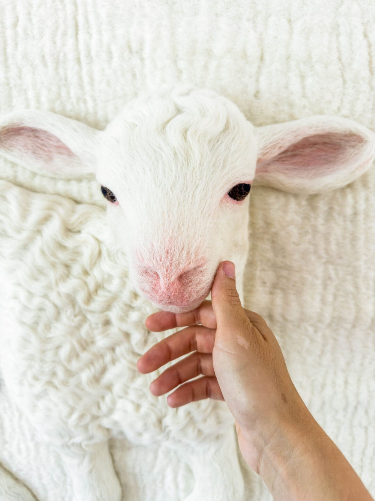 Um par de cordeiros de feltro fofos ganha vida em um pasto lanoso