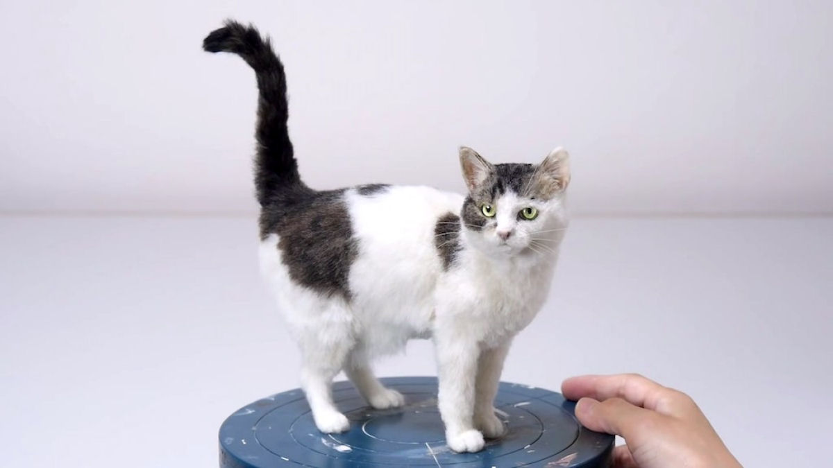 Como fazer um gato realista com lã feltrada