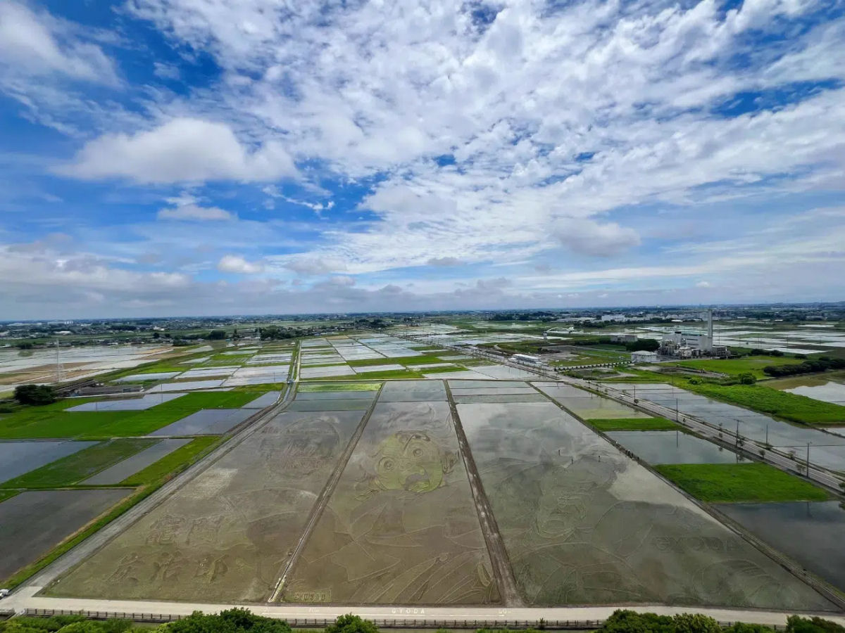 Cidade japonesa famosa por sua arte em arrozais dedica peça deste ano a