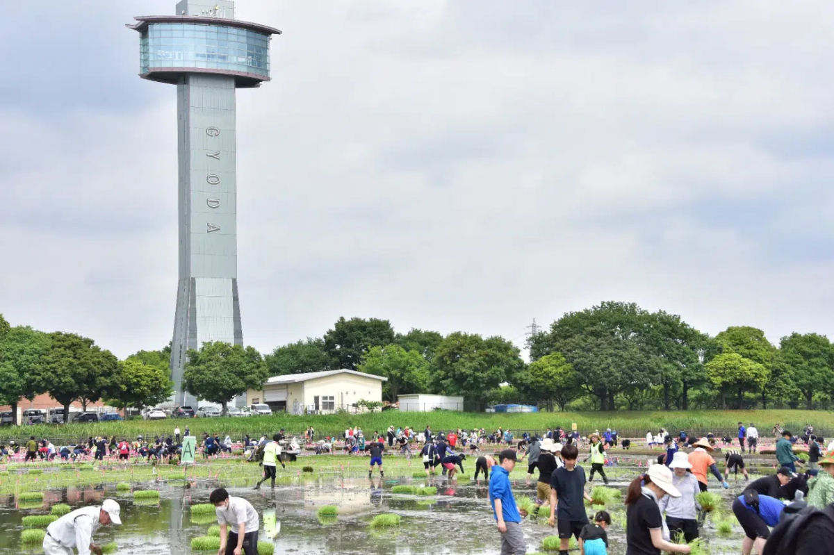 Cidade japonesa famosa por sua arte em arrozais dedica peça deste ano a