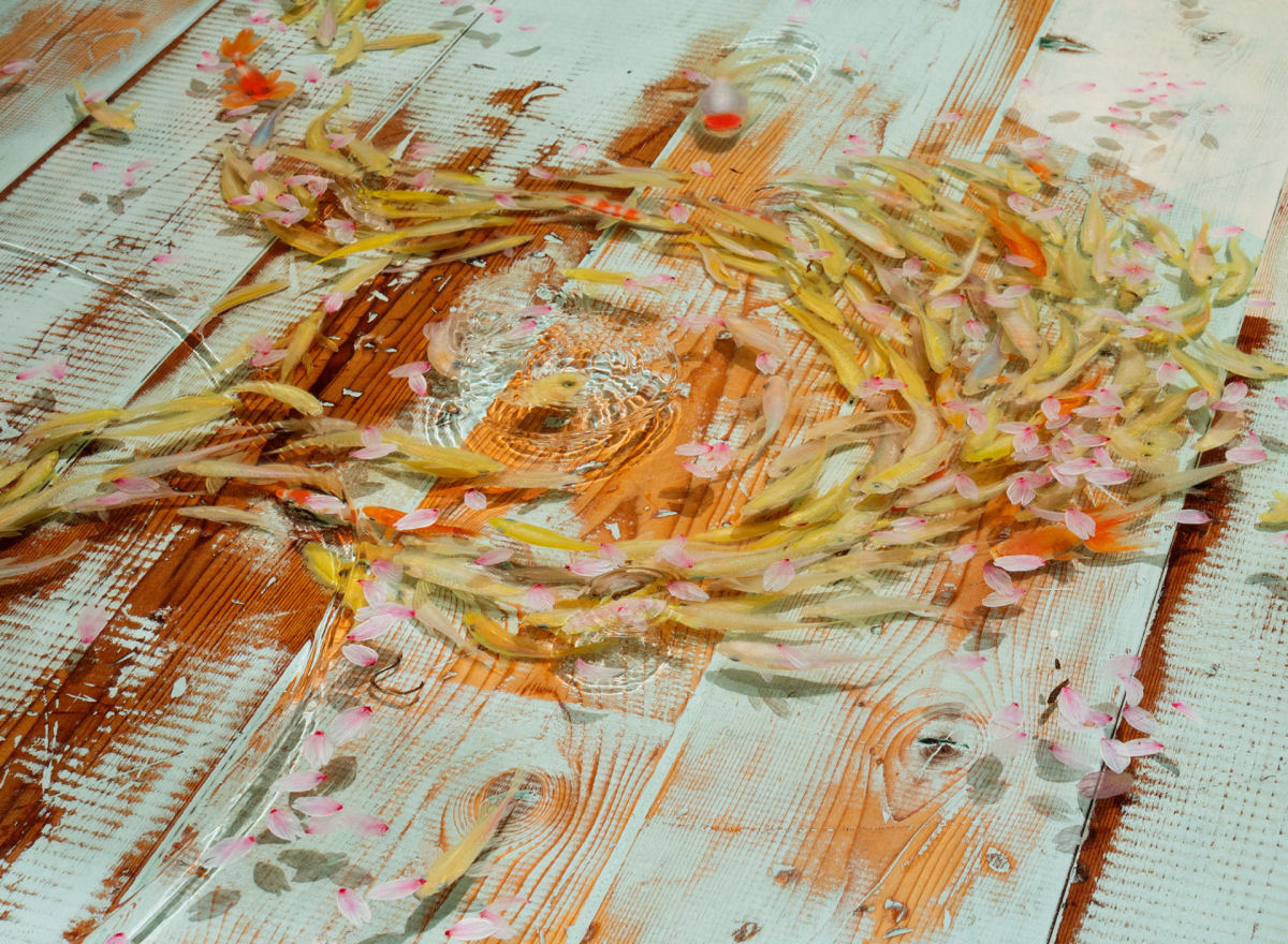 Os peixinhos dourados abstratos pintados em acrílico entre camadas de resina de um artista japonês 03