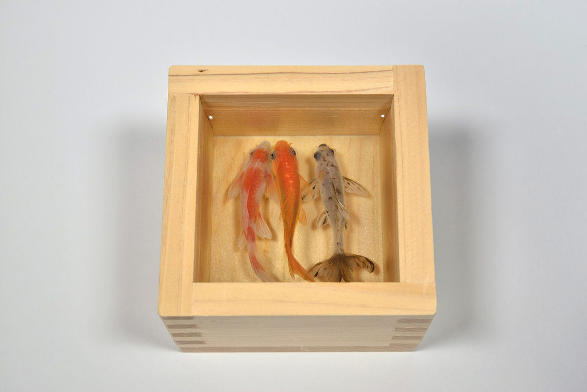 Os peixinhos dourados abstratos pintados em acrílico entre camadas de resina de um artista japonês 05