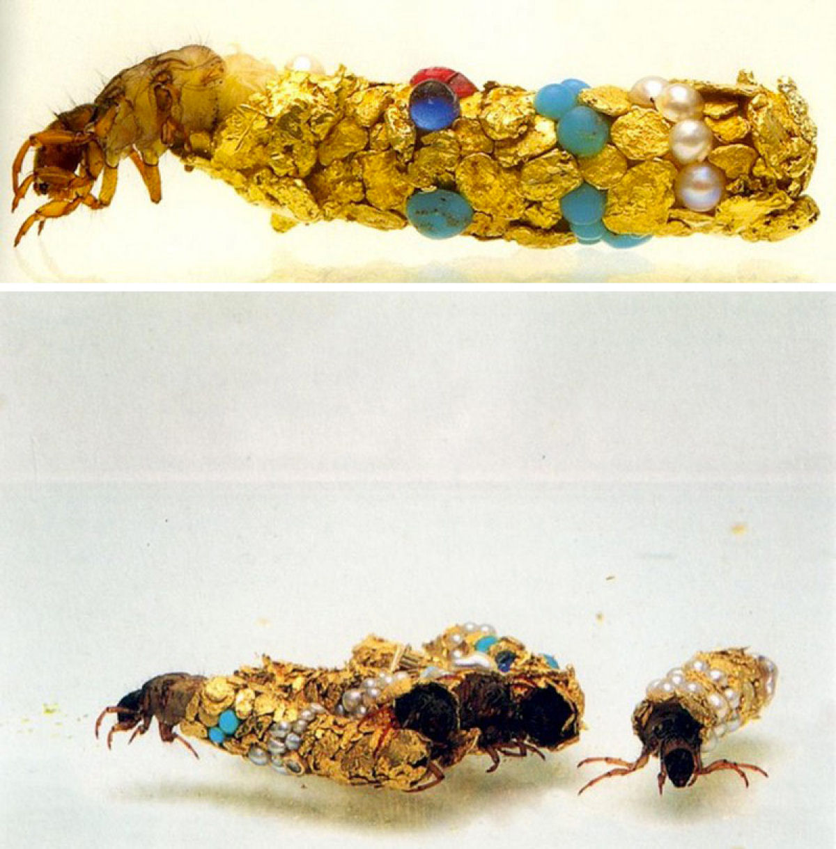 Artista colabora com larvas de mosca-dgua enquanto constroem casulos aquticos de ouro e prolas