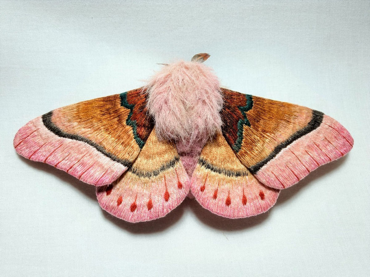 Tons vvidos e bordados intrincados do vida s mariposas notavelmente coloridas 11