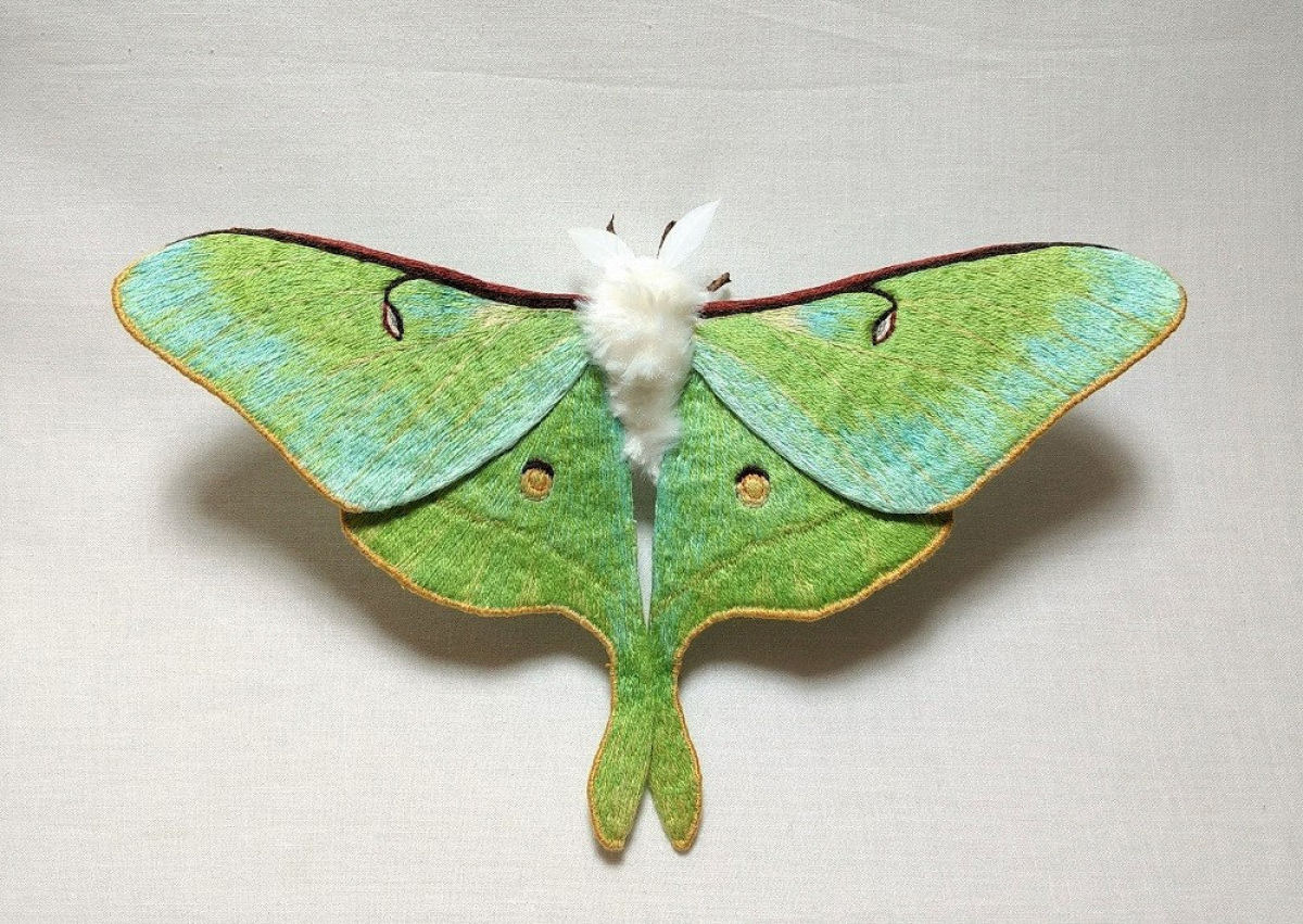Tons vvidos e bordados intrincados do vida s mariposas notavelmente coloridas 12