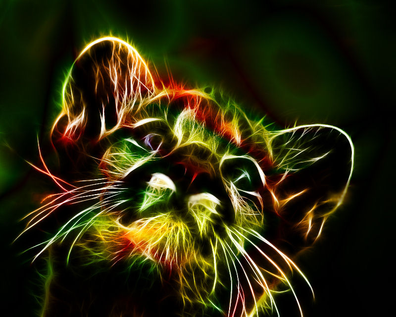 Espetaculares retratos de animais com uma exploso eletrizante de cores 02