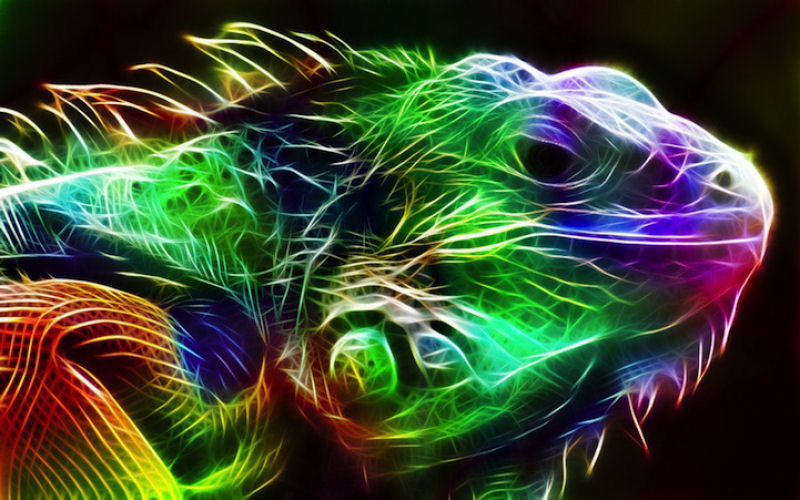 Espetaculares retratos de animais com uma exploso eletrizante de cores 09