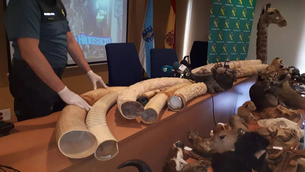 Polícia encontra 1.090 animais taxidermizados em coleção particular na Espanha