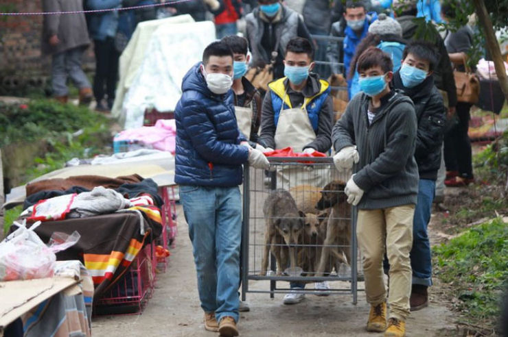 Histria com final feliz: 1.300 ces resgatados por voluntrios chineses 01