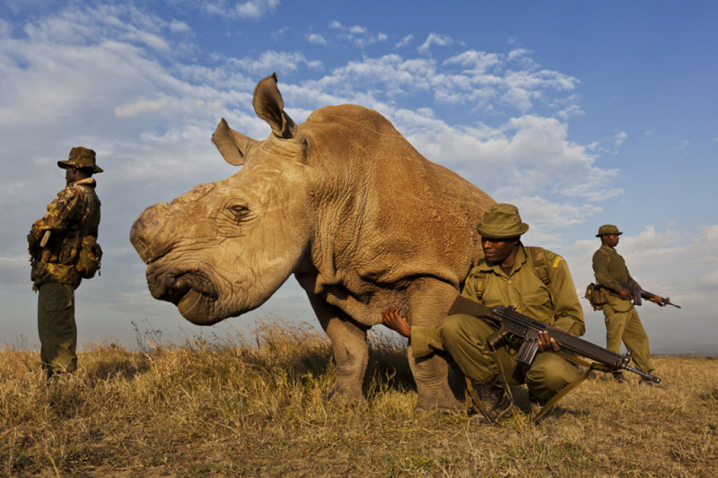 Uma triste foto de 1 dos 8 rinoceroantes brancos do norte que restam no mundo