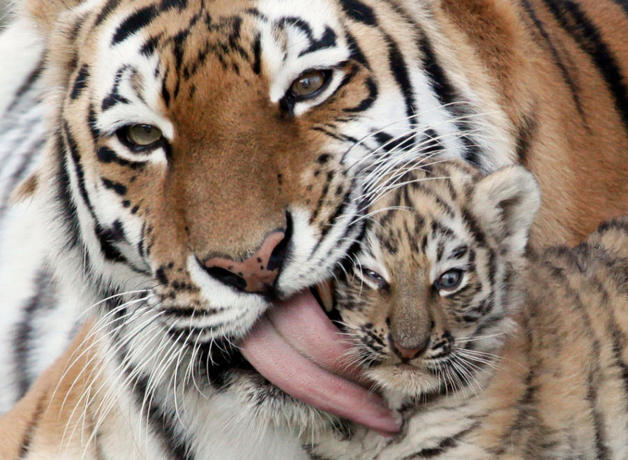 As 50 melhores fotografias de animais - Retrospectiva 2011