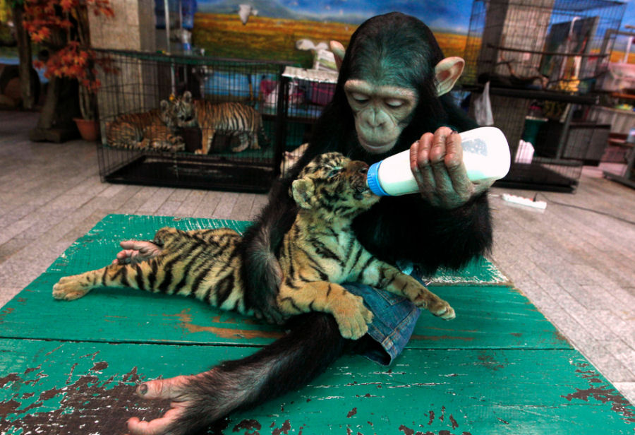 As 50 melhores fotografias de animais - Retrospectiva 2011