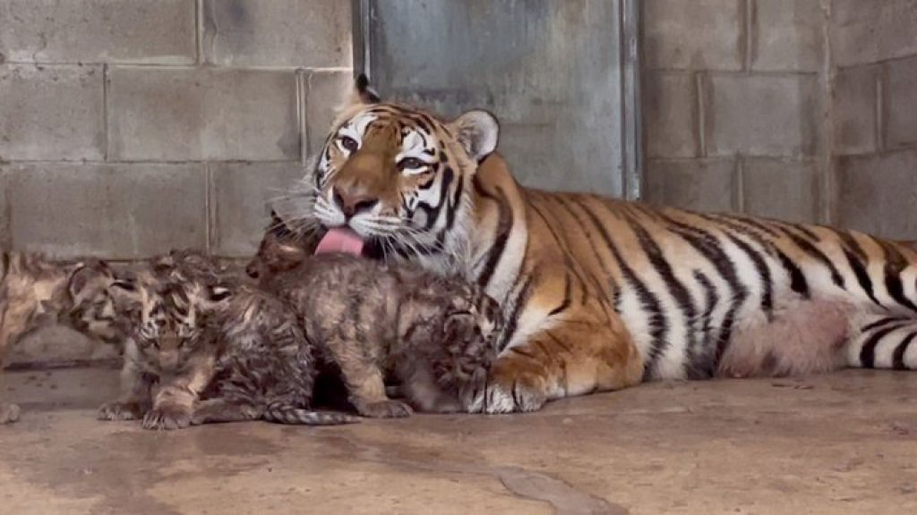 Tigresa-siberiano deu à luz uma ninhada incomumente grande com 5 filhotes