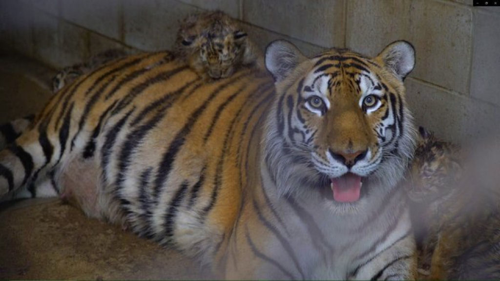 Tigresa-siberiano deu à luz uma ninhada incomumente grande com 5 filhotes