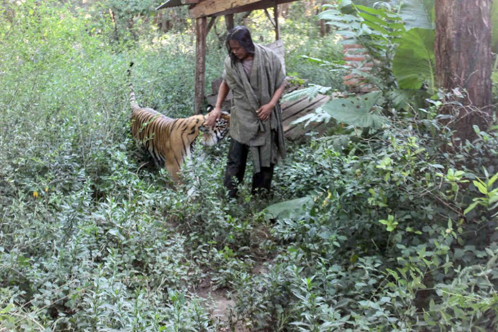 Indonésio é o melhor amigo de um tigre-de-bengala de 180 kg
