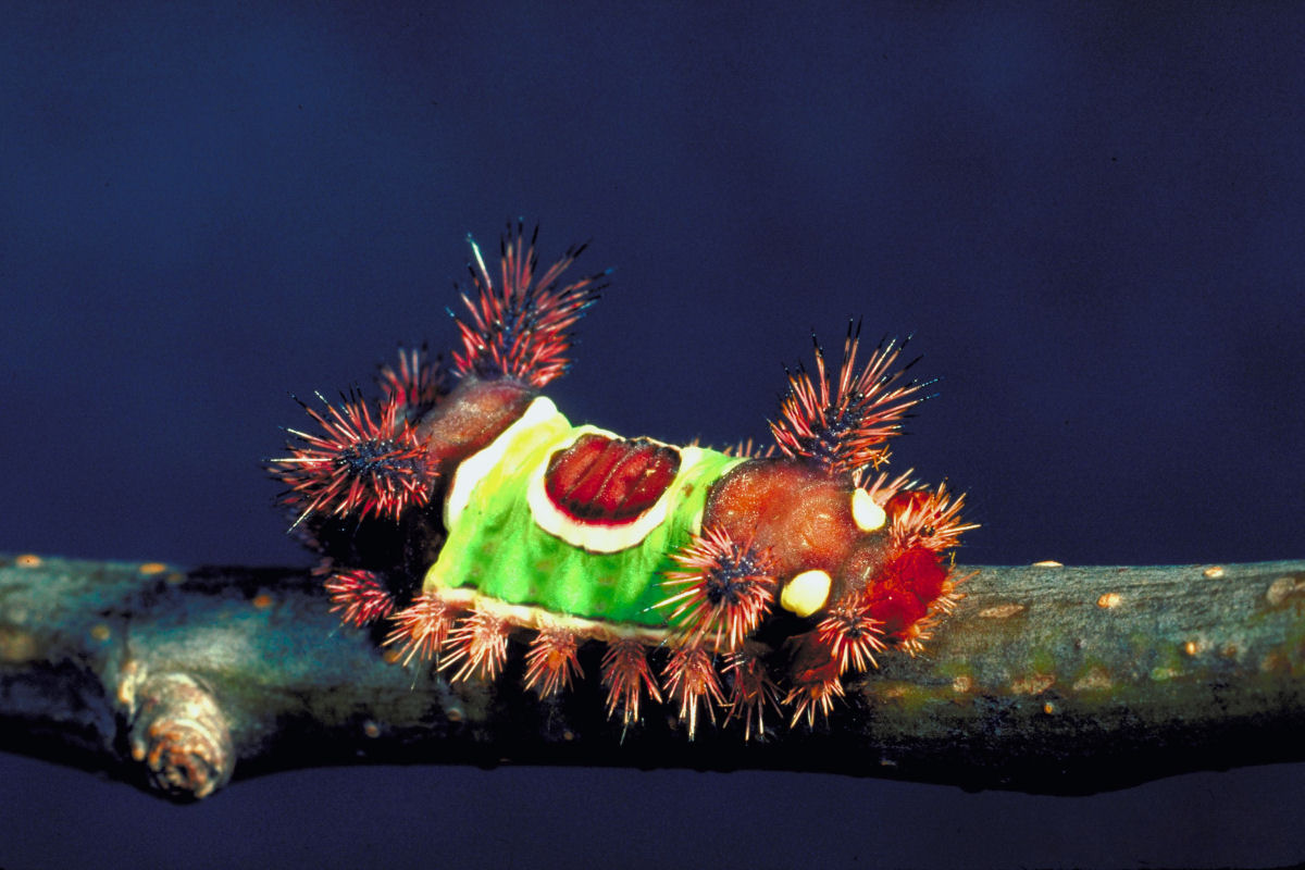 A lagarta-de-sela tem uma das piacadas mais fortes entre os lepidpteros