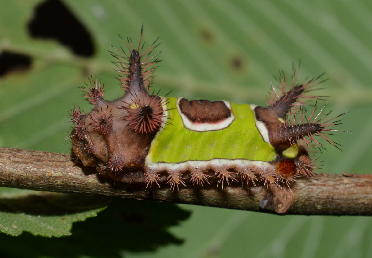 A lagarta-de-sela tem uma das piacadas mais fortes entre os lepidpteros