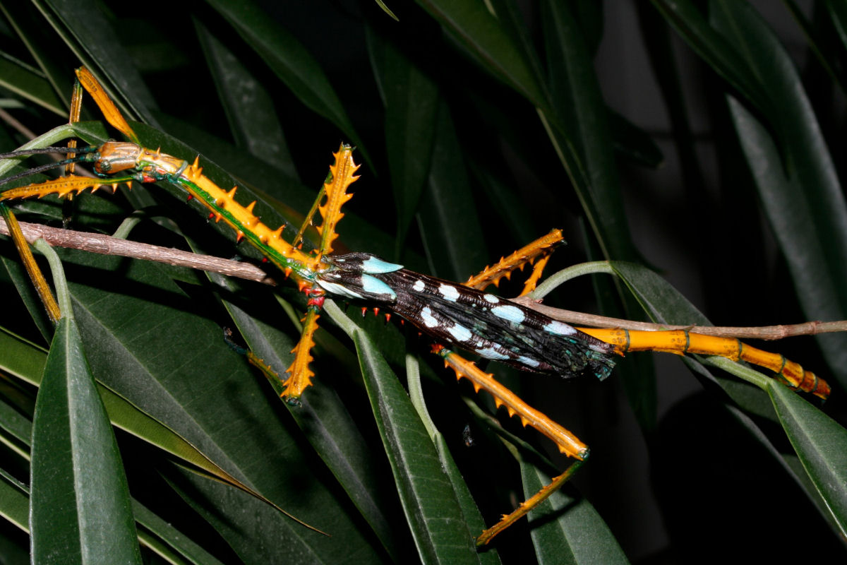 Os bichos-pau gigantes malgaxes que brincam com as cores
