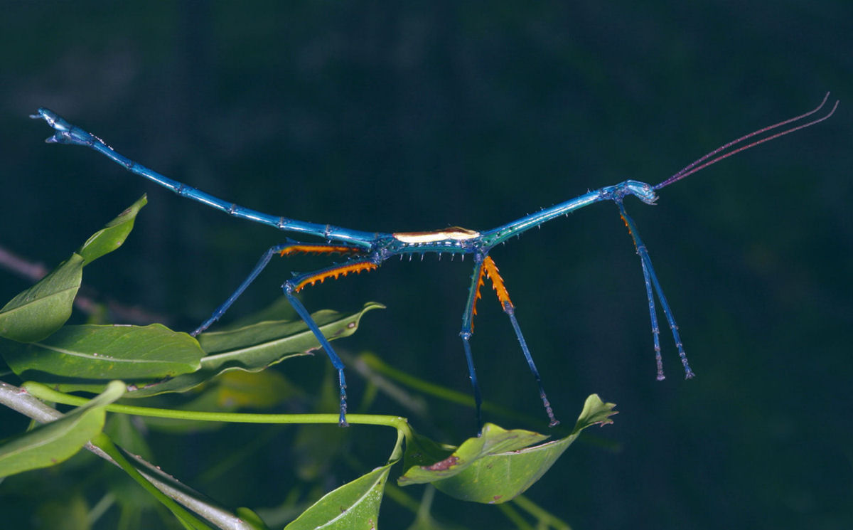 Os bichos-pau gigantes malgaxes que brincam com as cores