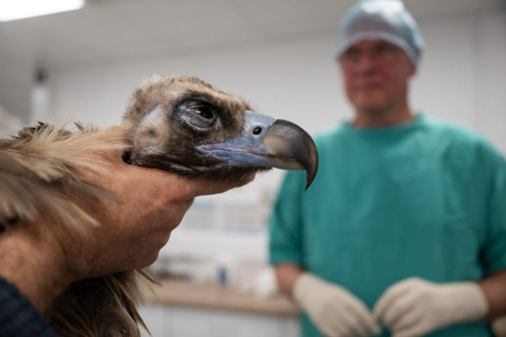 Veterinrios recebem orimeiro tratamento com clulas-tronco para abutre