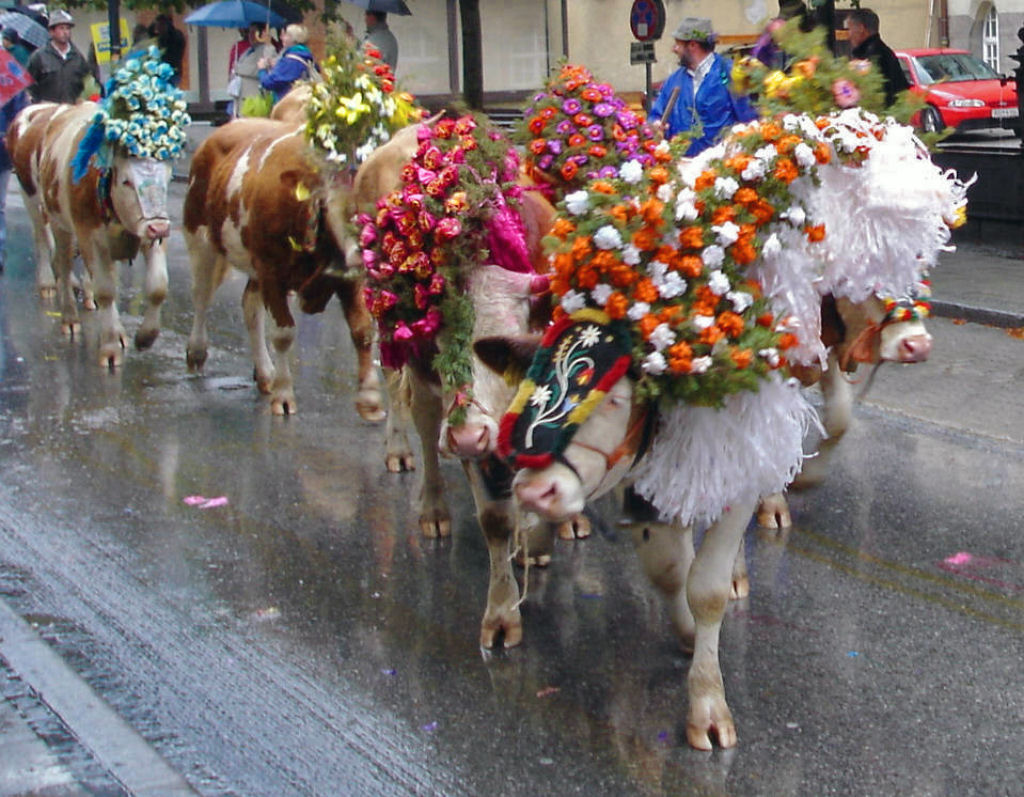 Desfiles barulhentos de vacas na Sua marcam o fim do vero