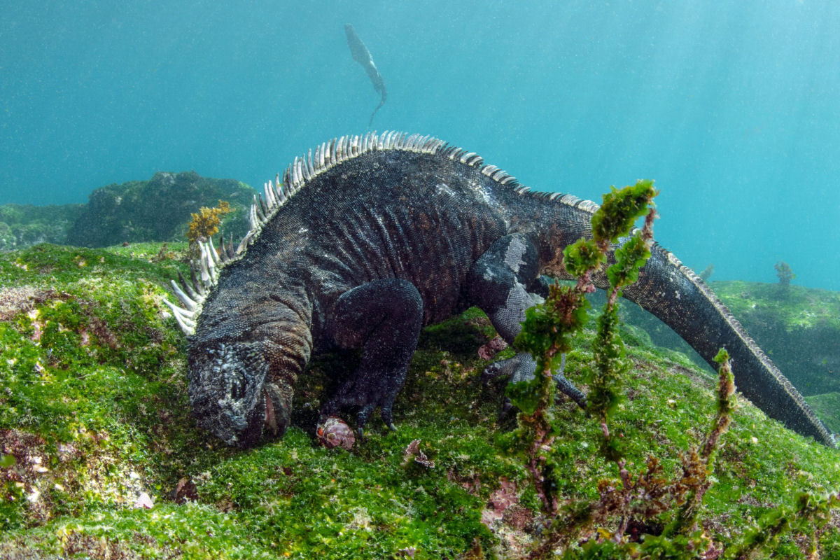 Drages nadadores: as iguanas-marinhas das Galpagos