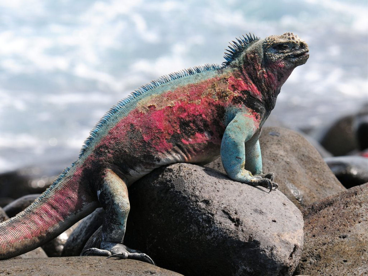 Drages nadadores: as iguanas-marinhas das Galpagos
