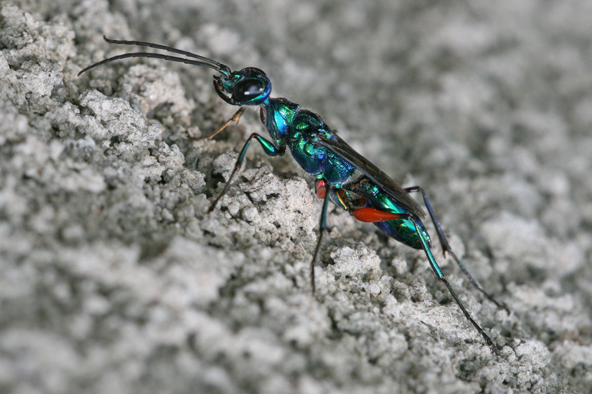 Vespa-jóia, a vespa que conduz baratas ao seu próprio ninho