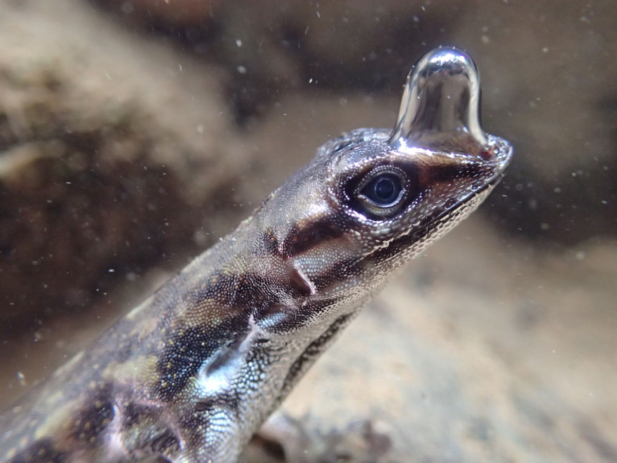 O lagarto-mergulho pode ficar debaixo d'gua por 16 minutos