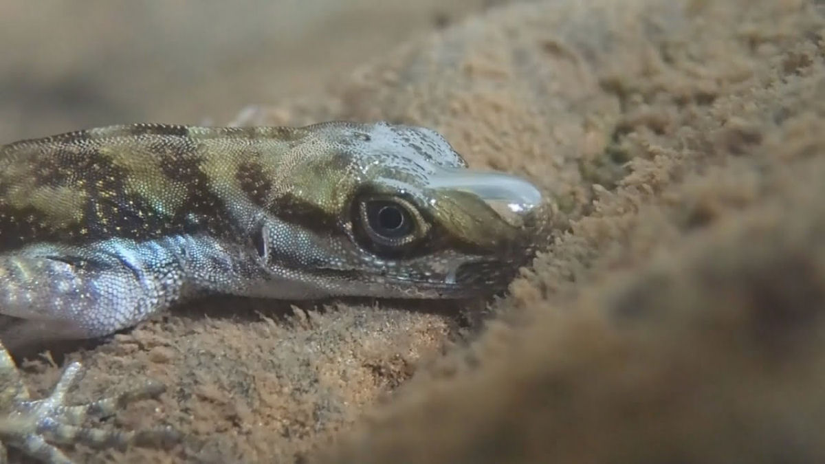 O lagarto-mergulho pode ficar debaixo d'gua por 16 minutos