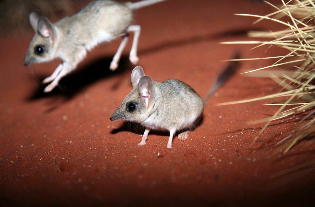 O resistente rato-canguru parece ter molas em suas patas