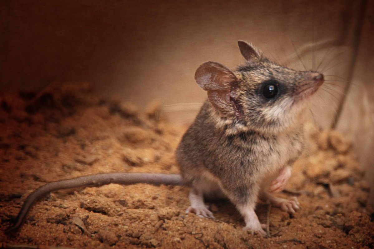 O resistente rato-canguru parece ter molas em suas patas