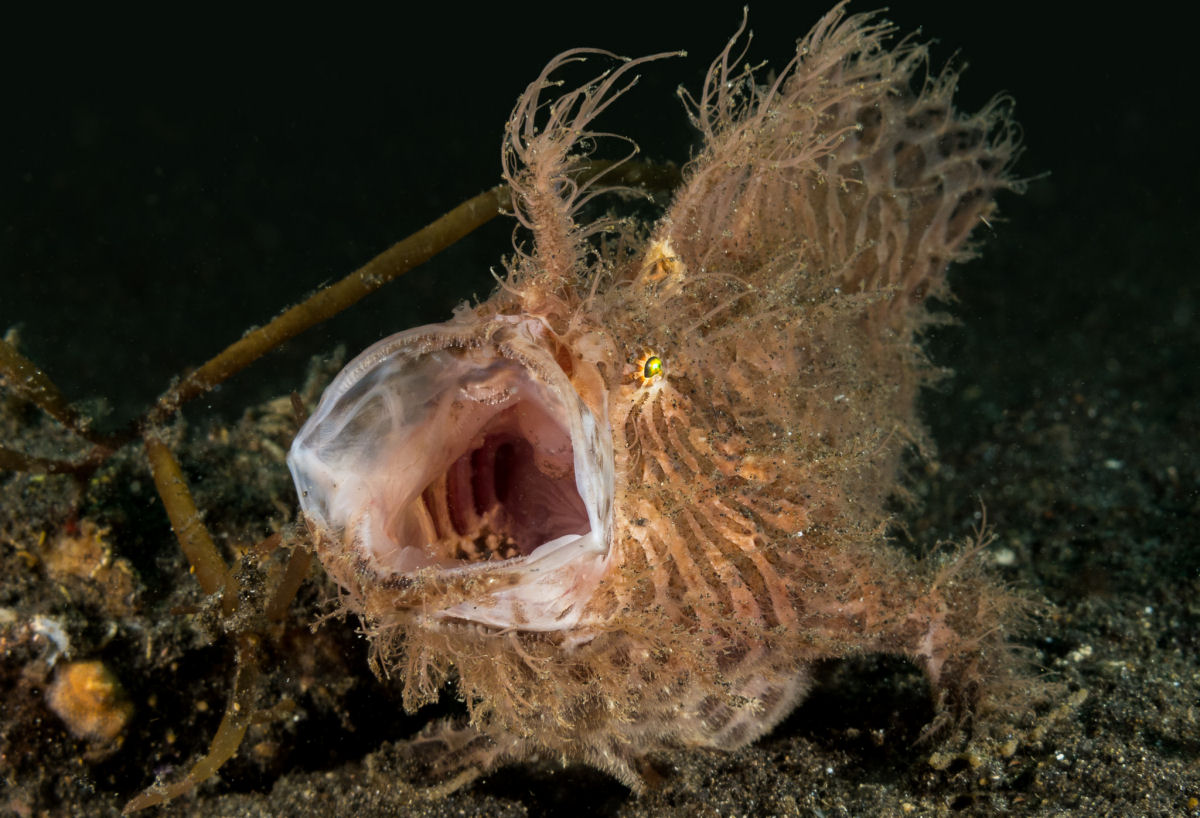 O peixe-sapo-peludo  uma maravilha da evoluo
