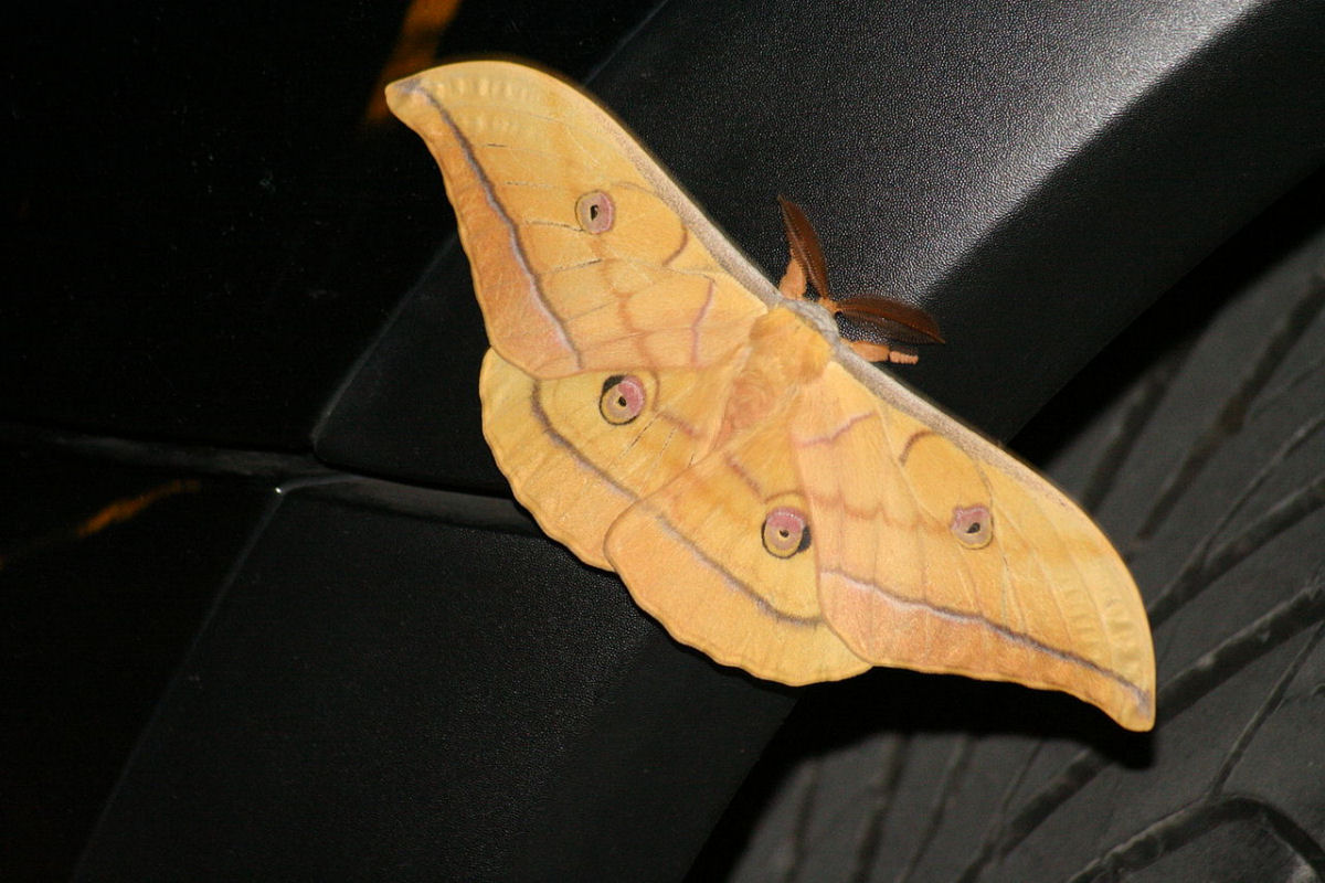 Como uma mariposa-da-seda-japonesa emerge de seu casulo