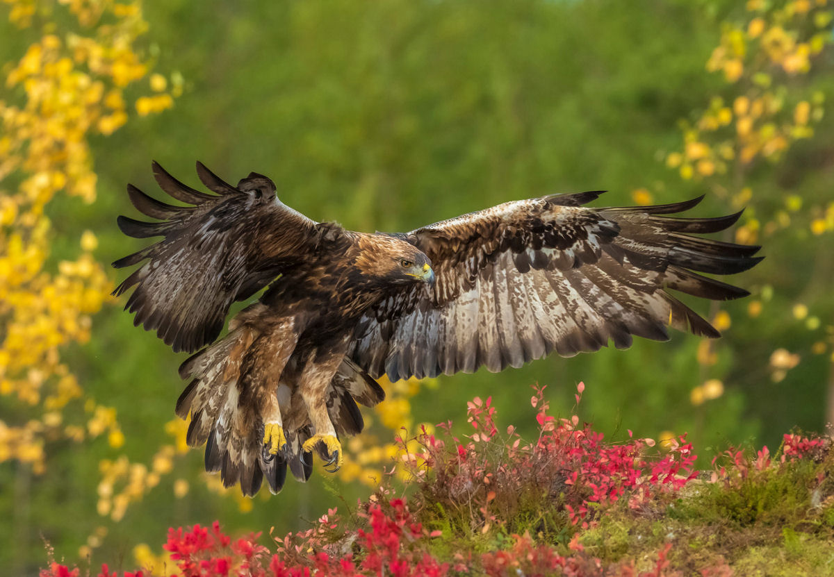 Quando a águia dourada paira sobre o terreno, as presas devem ficar muito atentas
