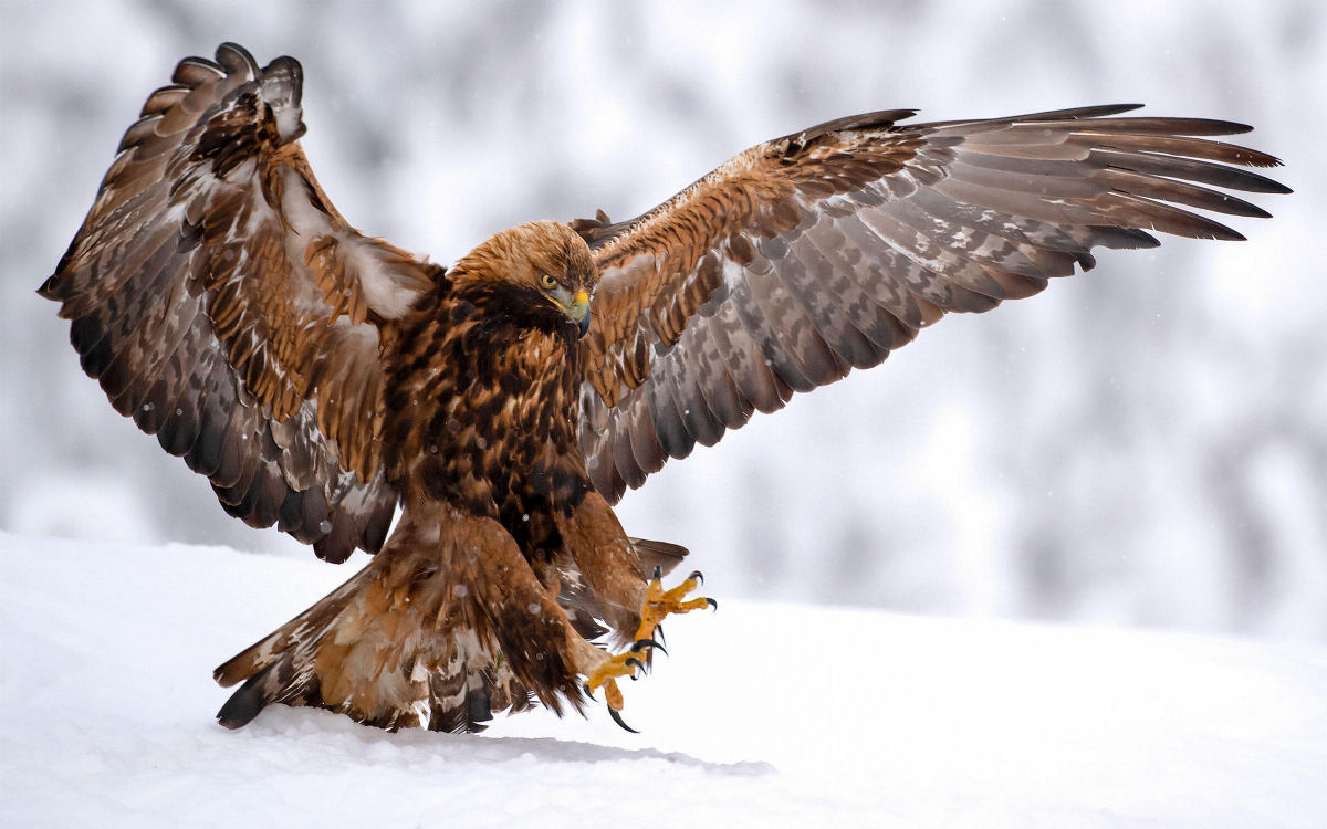 Quando a águia dourada paira sobre o terreno, as presas devem ficar muito atentas