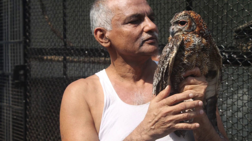 Famlia indiana salva centenas de animais selvagens rfos, transformando sua casa em um santurio 09