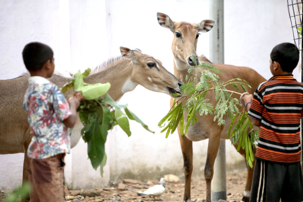 Famlia indiana salva centenas de animais selvagens rfos, transformando sua casa em um santurio 12