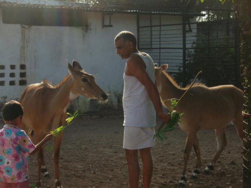 Famlia indiana salva centenas de animais selvagens rfos, transformando sua casa em um santurio 16
