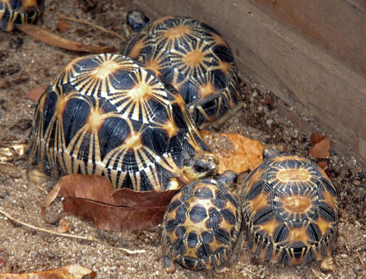 A tartaruga-irradiada  provavelmente a mais bonita do mundo