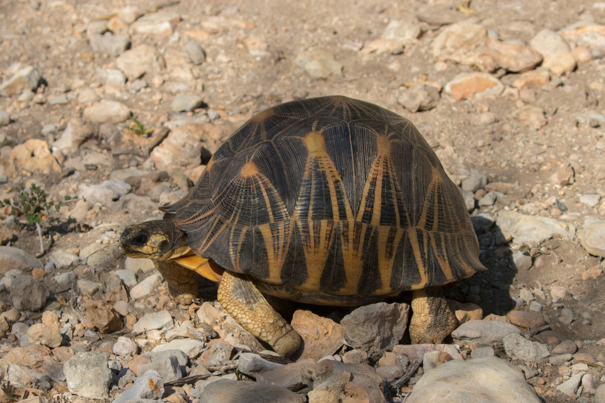 A tartaruga-irradiada  provavelmente a mais bonita do mundo