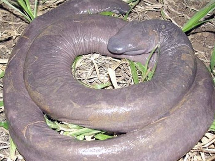 Cobra-pênis descoberta em Rondônia na verdade é um anfíbio