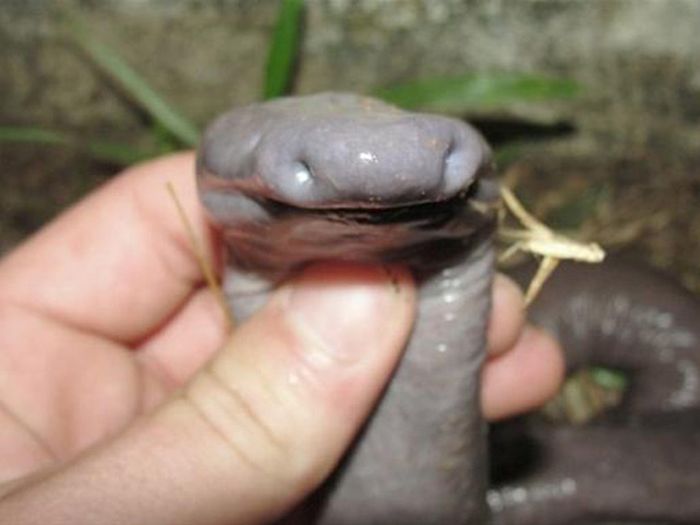 Cobra-pênis descoberta em Rondônia na verdade é um anfíbio